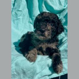 Sprout - Merle male Goldendoodle puppy in Sterling, Connecticut from Justine’s Retrievers and Doodles, LLC