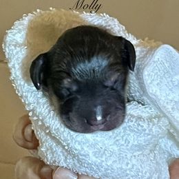 Molly - Cream female Dachshund puppy in Ormond Beach, Florida from Meadow Ridge Dachshunds
