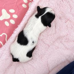Mitzy - Black and white female Shih Tzu puppy in Tallahassee, Florida from Bows and Bow Ties