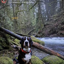Greater Swiss Mountain Dog All Grown Up from Bugyal Kennel