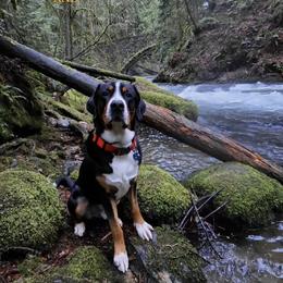 Greater Swiss Mountain Dog All Grown Up from Bugyal Kennel