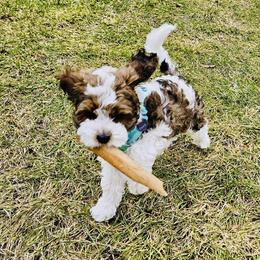 Cockapoo Puppies from Lulu's Cockapoos