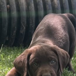 Labrador Retriever Puppies from Naomi's Labrador Retrievers
