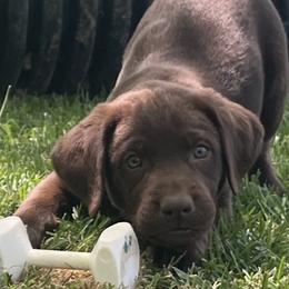 Labrador Retriever Puppies from Naomi's Labrador Retrievers
