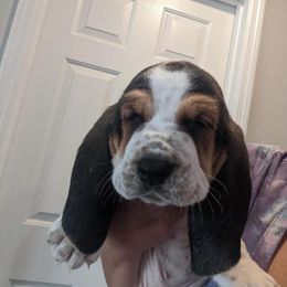 Basset Hound Puppies from Janelle's Basset Hounds