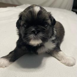 Caleb - Liver and white male Shih Tzu puppy in Kingsley, Michigan from Joseph's Shih Tzus