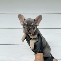 Pink boy - Black and tan male French Bulldog puppy in Dawsonville, Georgia from Baros Kennel