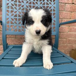 Till - Black and white male Border Collie puppy in Mckinney, Texas from Border Collies of Ruidoso