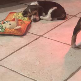 Beagle Puppies from Beech Grove Beagles