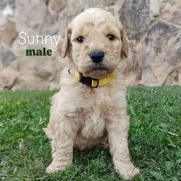 Sunny - Apricot male Goldendoodle puppy in Ringgold, Georgia from Re Family Doodles
