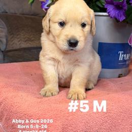 Brown Collar - Golden male Golden Retriever puppy in Piedmont, Oklahoma from Sabrina's Golden Retrievers