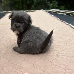 Slate - Blue male Shih Tzu puppy in Eunice, Louisiana from 4J's Cajun Kennels