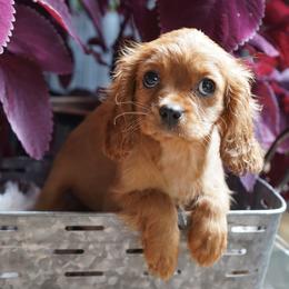 Bubbles - Ruby female Cavalier King Charles Spaniel puppy in Lula, Georgia from Cavaliers by Crumley