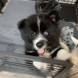 Pomsky Puppies from Pomskies 4 Dayz