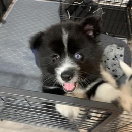 Pomsky Puppies from Pomskies 4 Dayz