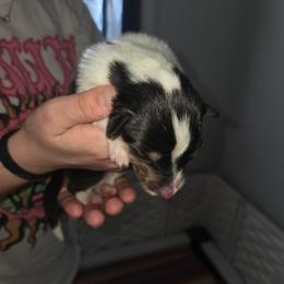 GIRL 3 - Black white and tan female Collie puppy in Lafayette, Indiana from Katrina's Collies