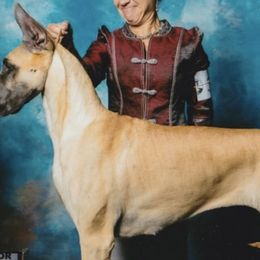 Doberman Pinschers and Great Danes from Whiskey Mac Dobermans