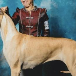 Doberman Pinschers and Great Danes from Whiskey Mac Dobermans
