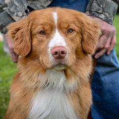 Ike - Nova Scotia Duck Tolling Retriever