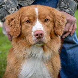 Ike - Nova Scotia Duck Tolling Retriever
