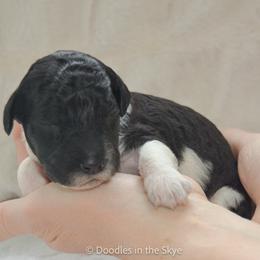 Olive - Parti female Goldendoodle puppy in Lancaster, Pennsylvania from Doodles in the Skye