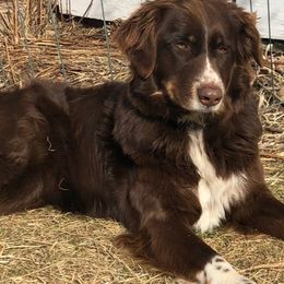 Elsa - Australian Shepherd
