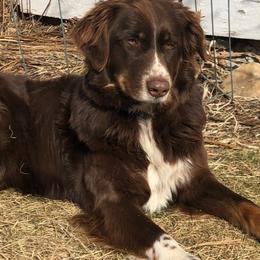 Elsa - Australian Shepherd