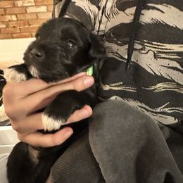 Mahomes - Black male Miniature Schnauzer puppy in Lubbock, Texas from Schnazzy Schnauzers