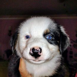 Scooter - Black tri-color male Australian Shepherd puppy in Crestline, Ohio from High Desert Aussies