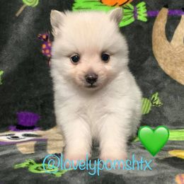 Pomeranian Puppies from Lovely Poms - Houston Pomeranians