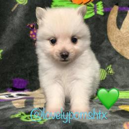 Pomeranian Puppies from Lovely Poms - Houston Pomeranians