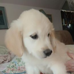 Yellow collar - Light golden male Golden Retriever puppy in Dallas, Texas from Denali Kennels