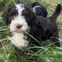 Barbado da Terceira Puppies from Serenity lake farm