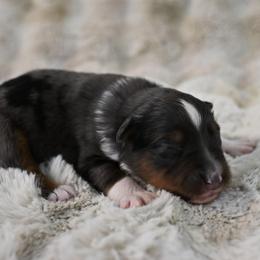 Bonnie - Blue merle female Australian Shepherd puppy in Wichita Falls, Texas from Spotted Mule Aussies