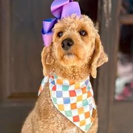 Blossom - Goldendoodle