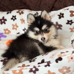 Sphinx - Black and white male Pomsky puppy in Centerville, Iowa from LJ Kennels Pomskies, LLC