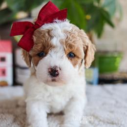 Floatie - Blenheim female Cavapoo puppy in Salado, Texas from Red Ranch Dogs