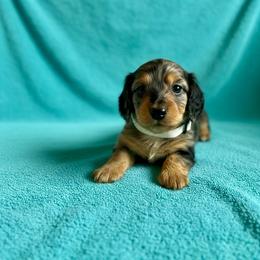 June - Dapple female Dachshund puppy in Stilwell, Oklahoma from Mountain Top Dachshunds