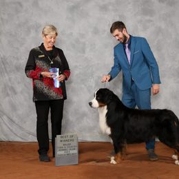 Bernese Mountain Dog and Golden Retriever All Grown Up from Gold Point Pups