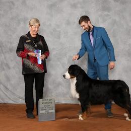 Bernese Mountain Dog and Golden Retriever All Grown Up from Gold Point Pups