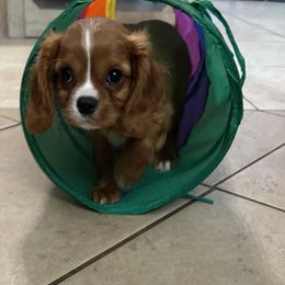 Cavalier King Charles Spaniel and Cocker Spaniel Puppies from Ray of Sunshine Spaniels LLC