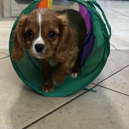 Cavalier King Charles Spaniel and Cocker Spaniel Puppies from Ray of Sunshine Spaniels LLC