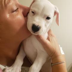 Dogo Argentino Puppies from De La Citra Dogo Argentino