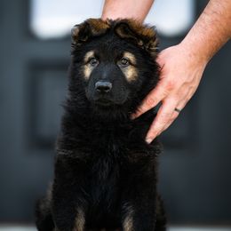 German Shepherd Puppies from Howixx German Shepherds