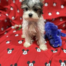 Yorkshire Terrier Puppies from Rosann Serna