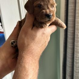 Mary - Apricot female Goldendoodle puppy in China Grove, North Carolina from Lasting Legacy Family Dogs