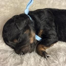 Lorelai (Light blue collar girl) - Phantom female Poodle puppy in Eagle Mountain, Utah from Liberty Farms Puppies
