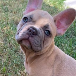French Bulldogs from French Vanilla Frenchie Gang