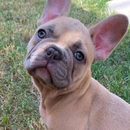 French Bulldogs from French Vanilla Frenchie Gang