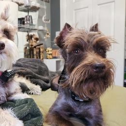 Miniature Schnauzers from Jentz Family Schnauzers